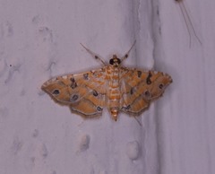 Ommatospila narcaeusalis