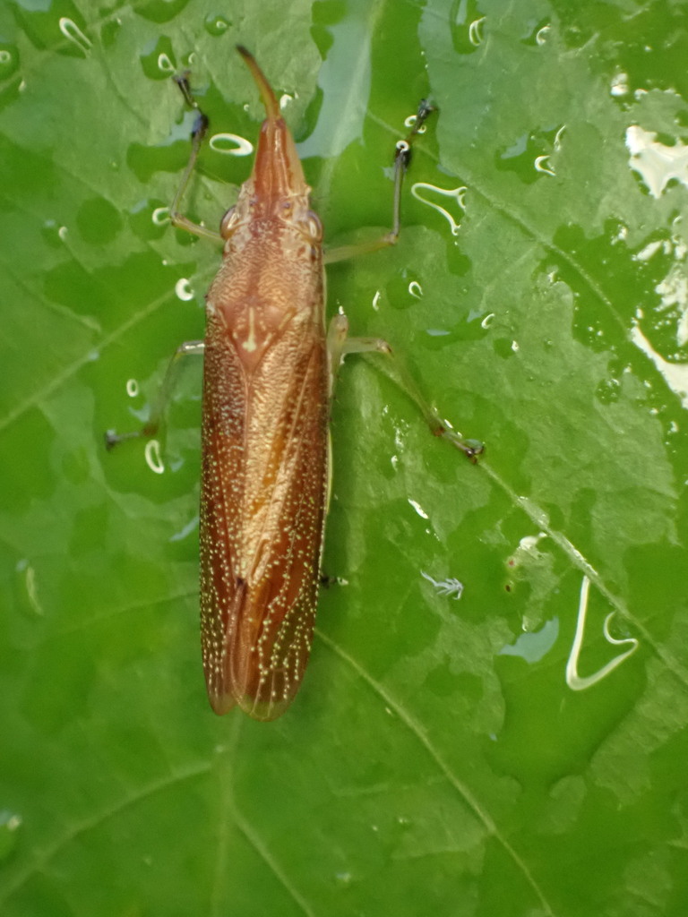 Raphirhinus phosphoreus