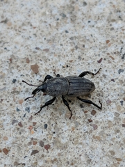 Sphenophorus coesifrons