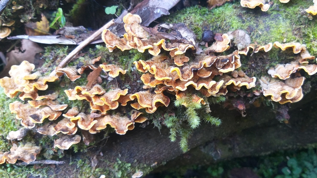 Stereum hirsutum · April 2025 · photo: © robcruickshank (iNaturalist, cc0)