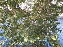 Platanus