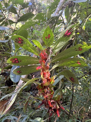 Columnea dimidiata, photograph 2
