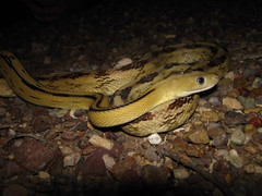 Bogertophis subocularis