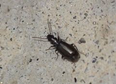 Microlestes