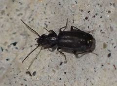 Microlestes