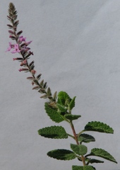 Aloysia macrostachya