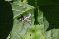 Eustalomyia