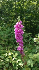 Digitalis purpurea