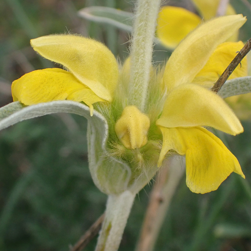 Avistamiento Phlomis lychnitis