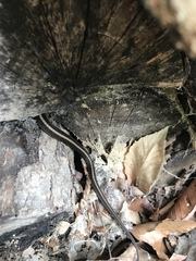 Thamnophis sirtalis