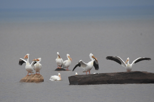 American White Pelican photographed in Michigan