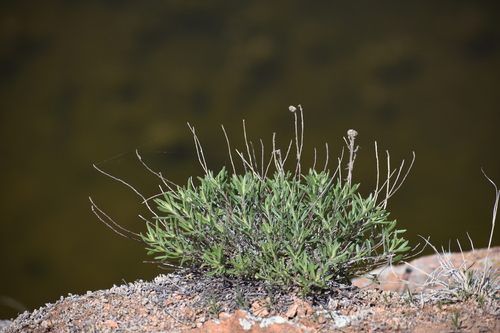 Image of Stiffleaf False Goldenaster (Heterotheca stenophylla) by no rights reserved