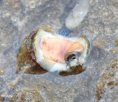 Lepidochitona caprearum