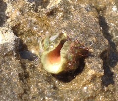 Lepidochitona caprearum