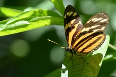 Eueides isabella eva