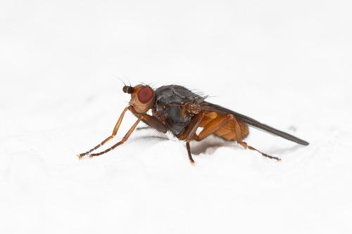 Scoliocentra brachypterna