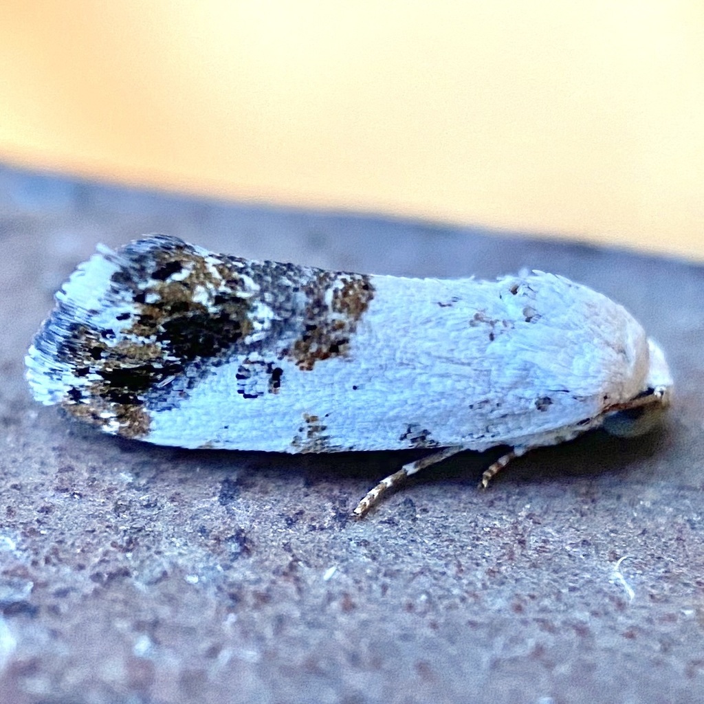 Ponometia phecolisca