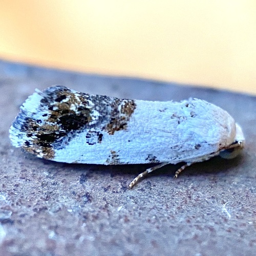 Ponometia phecolisca