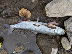 Salvelinus malma