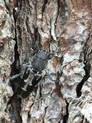 Xylotrechus sagittatus