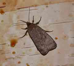 Protolampra rufipectus