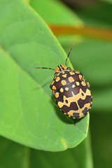 Orsilochides scurrilis