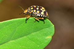 Orsilochides scurrilis