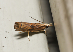 Parapediasia teterrellus