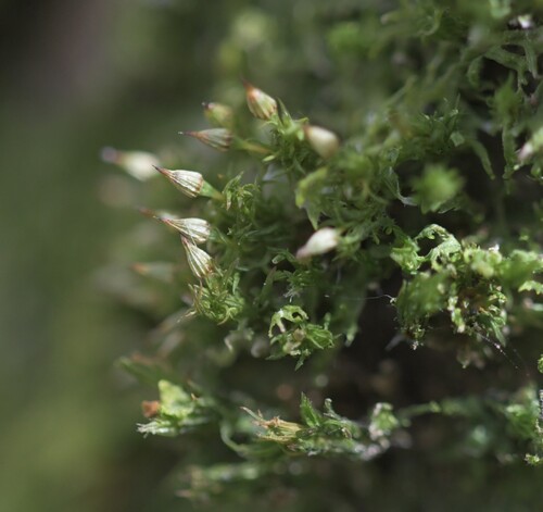 Image of Orthotrichum pulchellum by (c) Kian Hayles-Cotton, some rights reserved (CC BY)