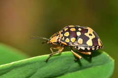 Orsilochides scurrilis