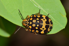 Orsilochides scurrilis