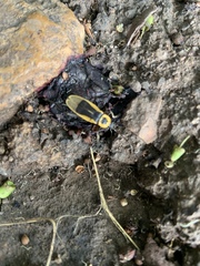 Chauliognathus distinguendus