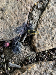 Chauliognathus distinguendus