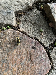 Chauliognathus distinguendus