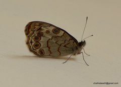 Lasiommata schakra