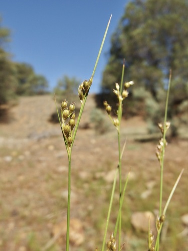 Image of Juncus interior by (c) Sue Carnahan, some rights reserved (CC BY)