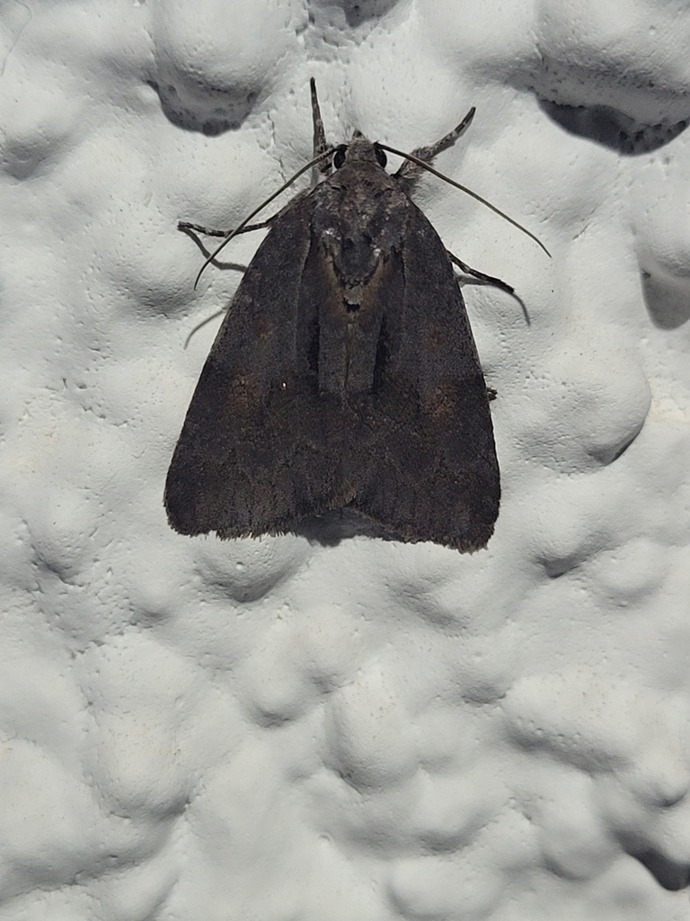 Bryonycta opulenta