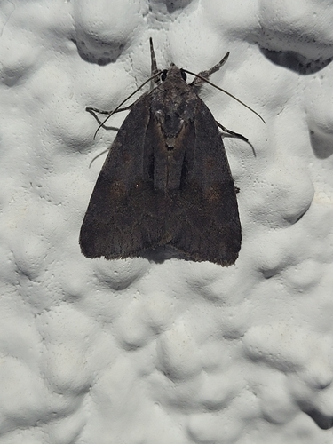 Bryonycta opulenta
