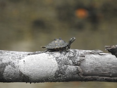 Graptemys flavimaculata