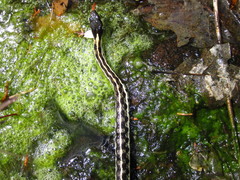 Thamnophis cyrtopsis cyrtopsis