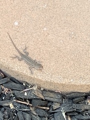 Sceloporus occidentalis