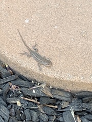 Sceloporus occidentalis
