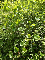 Smilax excelsa