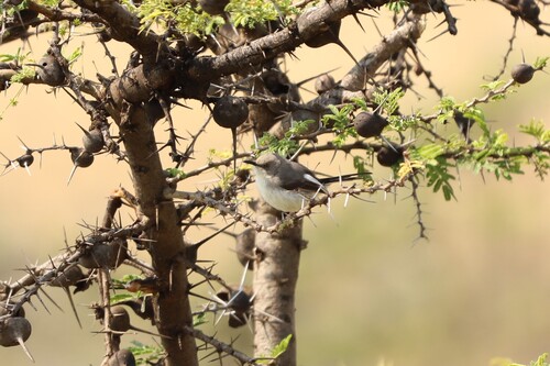 Karamoja Apalis (Apalis karamojae), photo 6