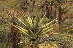 Aloe volkensii, photograph (c) Adrien Jailloux, some rights reserved (CC BY)
