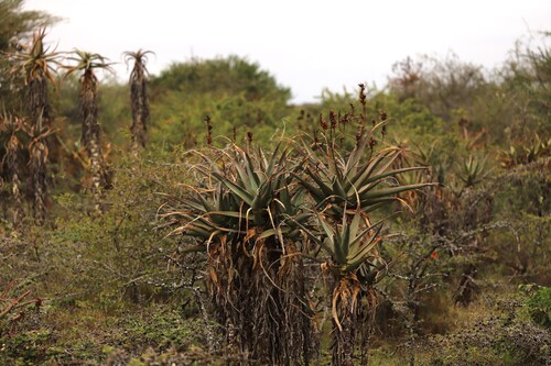 Aloe volkensii, photograph 1