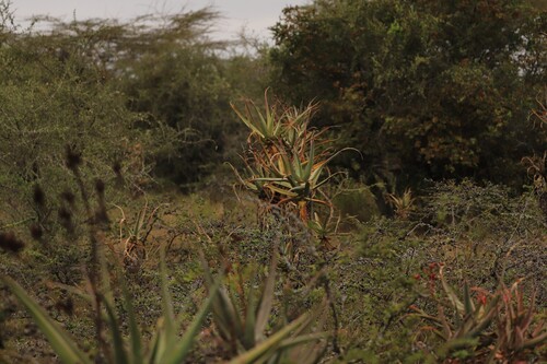 Aloe volkensii, photograph 4