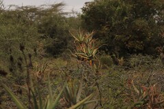 Aloe volkensii, photograph (c) Adrien Jailloux, some rights reserved (CC BY)
