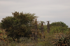 Aloe volkensii, photograph (c) Adrien Jailloux, some rights reserved (CC BY)