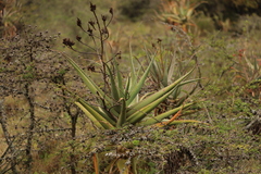 Aloe volkensii, photograph (c) Adrien Jailloux, some rights reserved (CC BY)